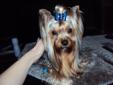 Champion sired 2 year old male yorkshire terrier for sale!