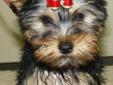 Champion Sired Yorkshire Terrier Puppy for sale