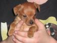 Chihuahua - Dachshund Puppies!!!