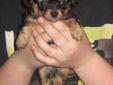 Chihuahua - Dachshund Puppies!!!