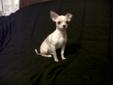 chihuahua puppies for sale