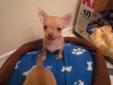 Chihuahua puppy (SMALL & CUTE) for sale