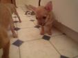 Chihuahua puppy (SMALL & CUTE) for sale