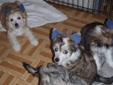 Chinese Crested Powder Puff Puppies-NEW PRICE