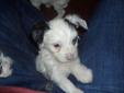 Chinese Crested Powder Puff Puppys