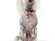 Chinese Crested Rescue of Ontario