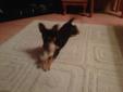 Chiwawa for sale about 8 months old
