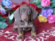 Chocolate and Tan Female Dachshund for sale