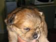 CHOW CHOW CROSS PUPPIES