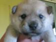 CHOW CHOW CROSS PUPPIES
