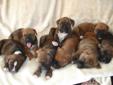 CHRISTMAS BOXER PUPPIES