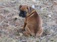 *Christmas Sale on 2 Purebred Female Boxers*