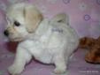CKC Havanese Puppies available for veiwing in Grande Prairie!!
