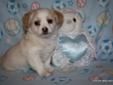CKC Havanese Puppies available for veiwing in Grande Prairie!!