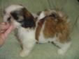 CKC Reg. Adorable Shih Tzu Pups Ready To Go This Weekend!
