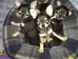 CKC Reg'd Chihuahua puppies short coat