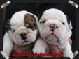 CKC Registered English Bulldog Puppies (604) 826 6878