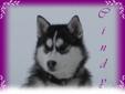 CKC registered Female Siberian Husky