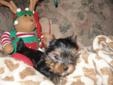 CKC REGISTERED YORKSHIRE TERRIERS IN MISSISSAUGA -M/F AVAILABLE!