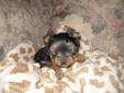 CKC REGISTERED YORKSHIRE TERRIERS IN MISSISSAUGA -M/F AVAILABLE!