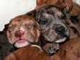 Colored Bulldogs Catauhala/ Bulldog Pups