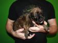 Daniff (Great Dane x English Mastiff) Puppies