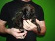 Daniff (Great Dane x English Mastiff) Puppies