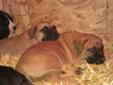 Daniff Puppies for sale...English Mastiff X Great Dane