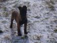 Dutch Shepherd Pup- 1male,
