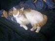 Female orange and white cat looking for good home