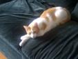 Female orange and white cat looking for good home