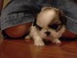 Female Pekingnese puppy looking for a good home