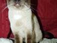 female siamese adult cat for adoption - spayed