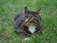 FEMALE TABBY looking for GOOD HOME