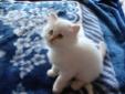 Flame Point Himalayan kitten for sale