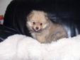 Fluffy female pomeranian puppy