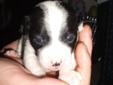 For Sale: Jack Russell/Chihuahua Puppies