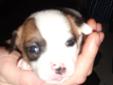 For Sale: Jack Russell/Chihuahua Puppies