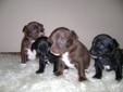 Four Cute Purebread Chihuahua puppies!!!