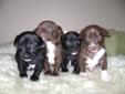 Four Cute Purebread Chihuahua puppies!!!