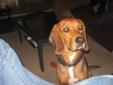 Foxhound in need of a new home