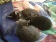Free kittens to go too loving homes