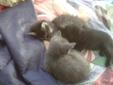Free kittens to go too loving homes