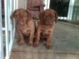 French Mastiff pups for sale