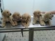 Golden Retriever Pups * expected litter due Dec.9th*