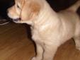 Golden Retriever Pups For Sale (ONLY 1 MALE LEFT)