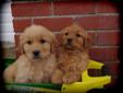 Golden Retrievers Puppies