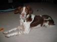 Gorgeous Brittany (Spaniel) Looking for a Forever Home