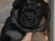Gorgeous CKC Reg'd Black/Red German Shepherd Puppies