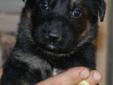 Gorgeous CKC Reg'd Black/Red German Shepherd Puppies